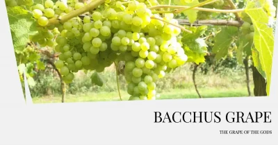 Bacchus Grape