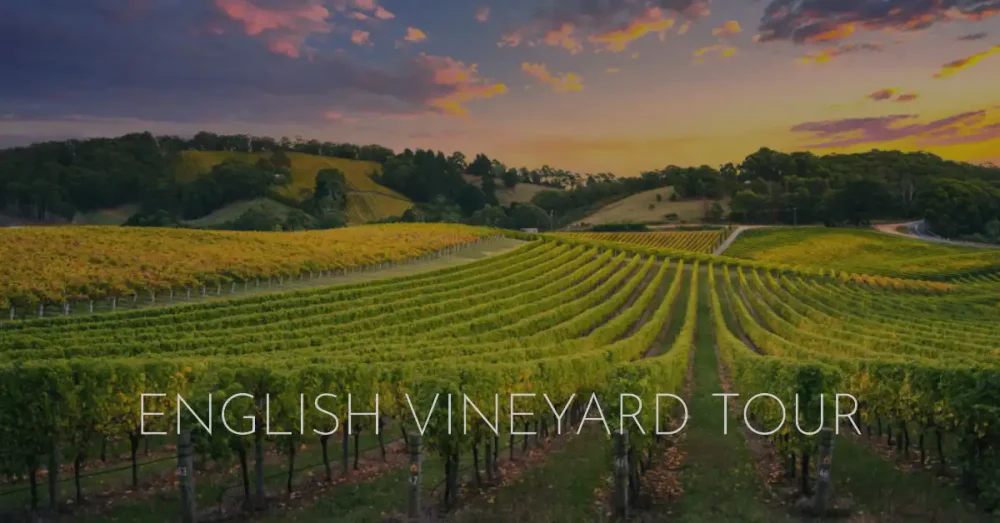 English vineyard tour